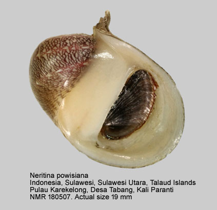 Neritina powisiana.jpg - Neritina powisiana (Récluz,1843)